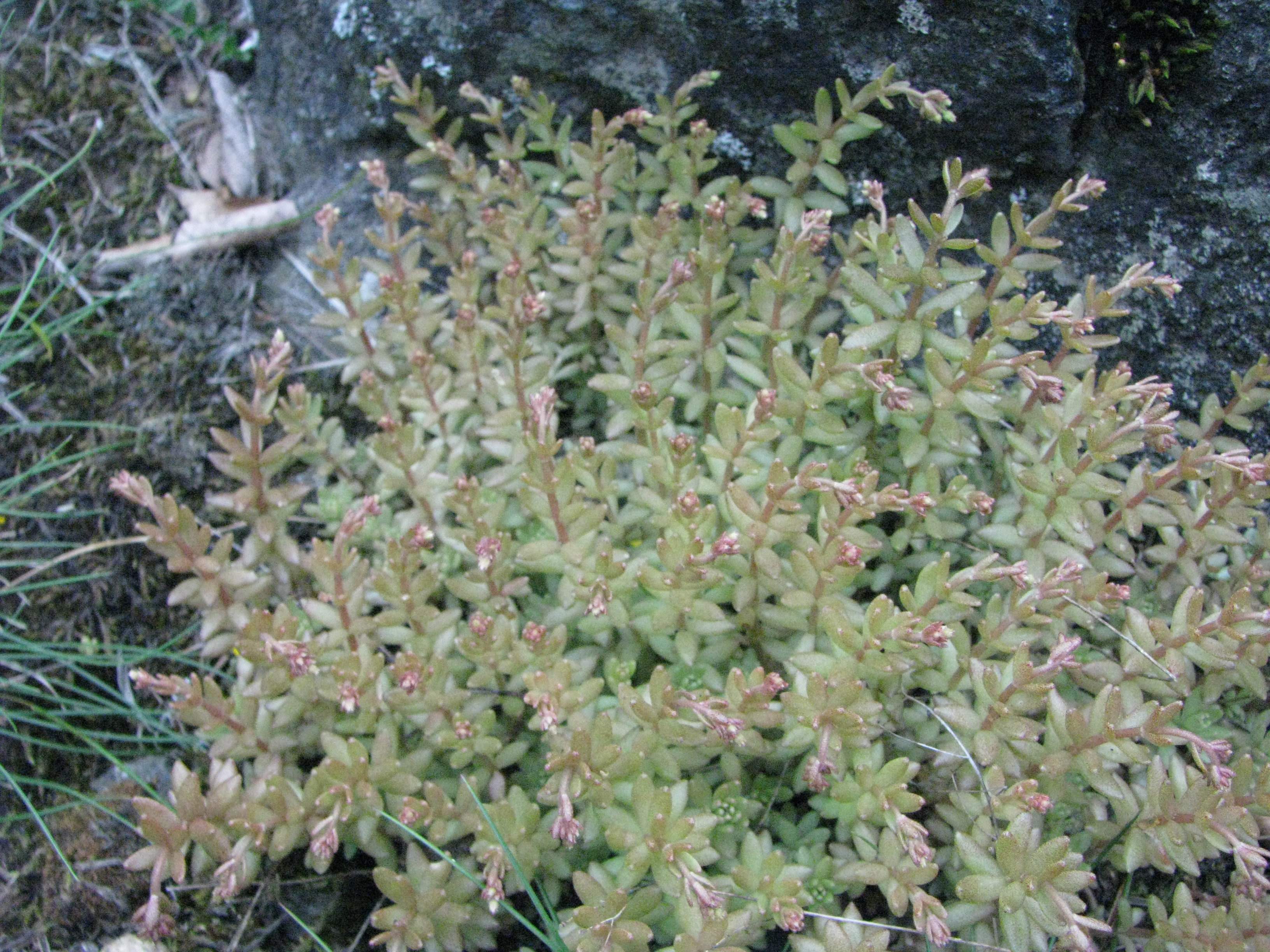 IMG_0827 Sedum da identificare - Monte Lama.jpg