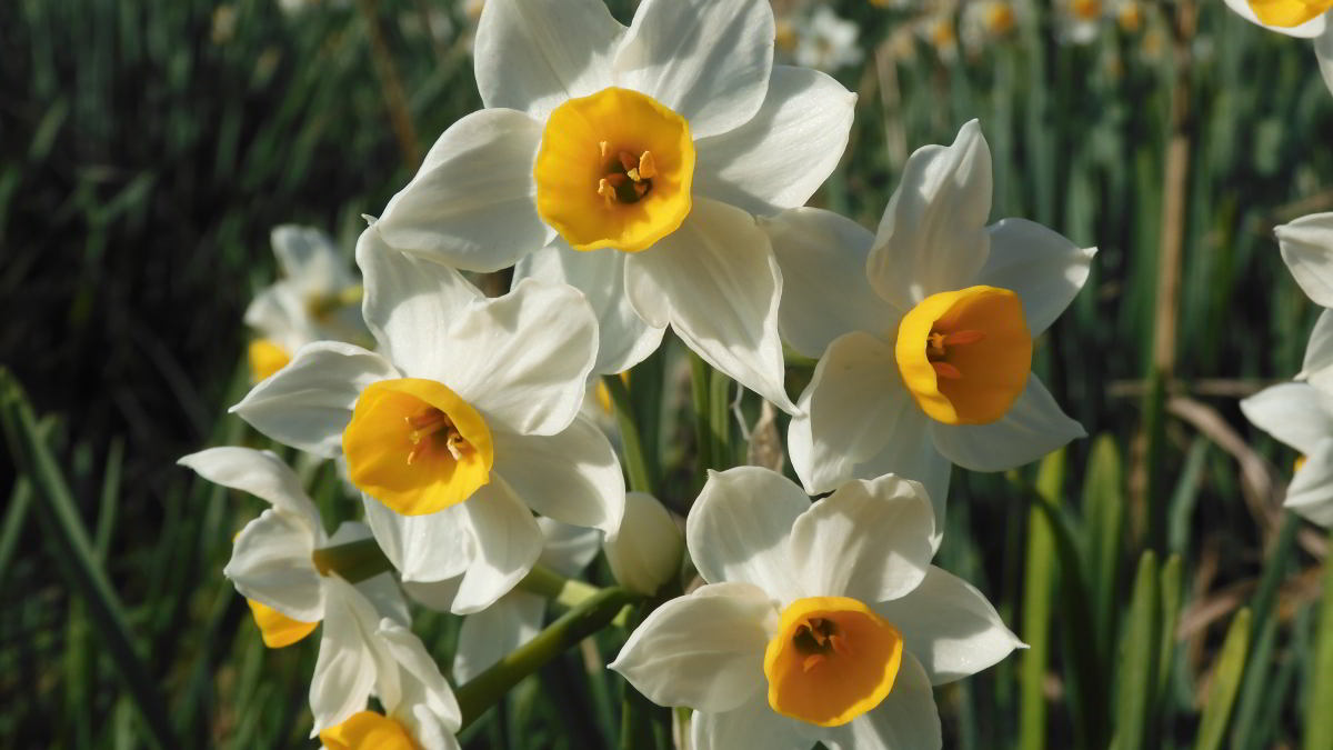 Narcissus tazetta 02.JPG