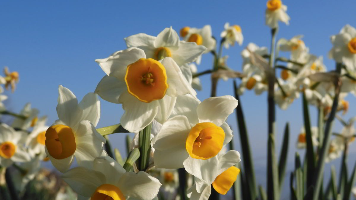 Narcissus tazetta 01.JPG