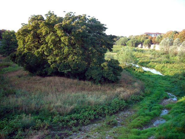 Fraxinus oxycarpa 011.JPG