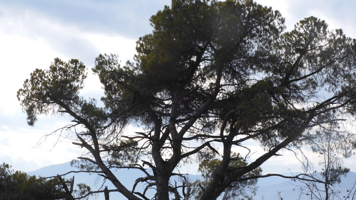 Pinus pinea 220206-89 (3).JPG