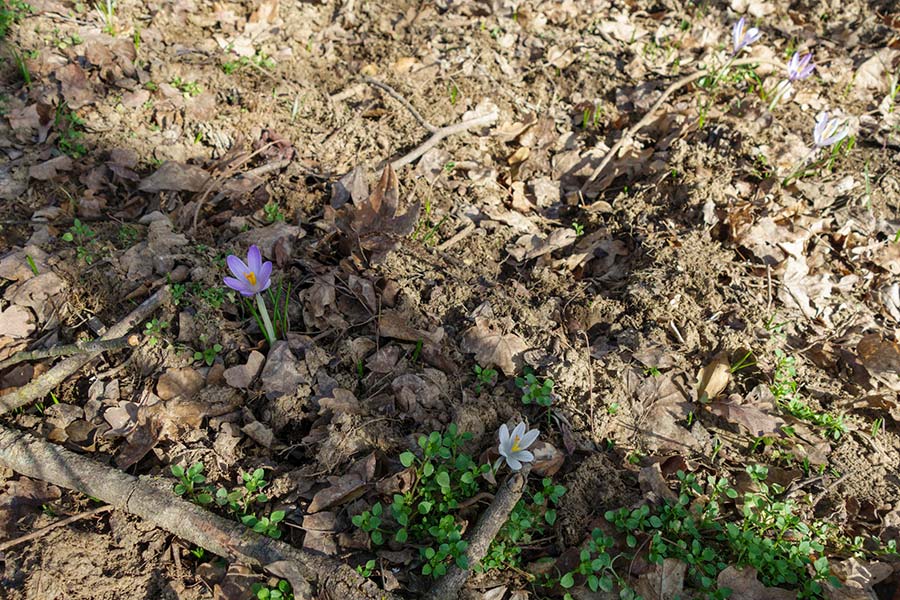 Crocus e cinghiali.jpg