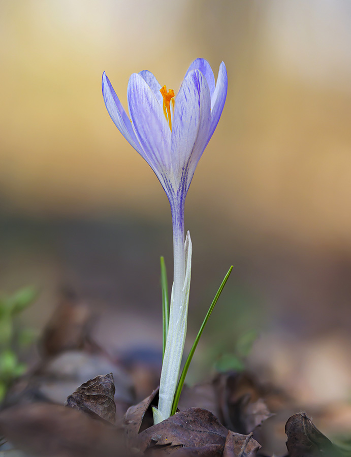 Crocus neglectus 3.jpg