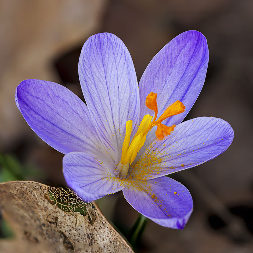 Crocus neglectus 2.jpg