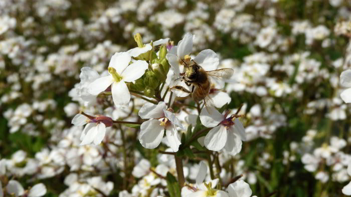 Diplotaxis erucoides 220424-89 (18).JPG