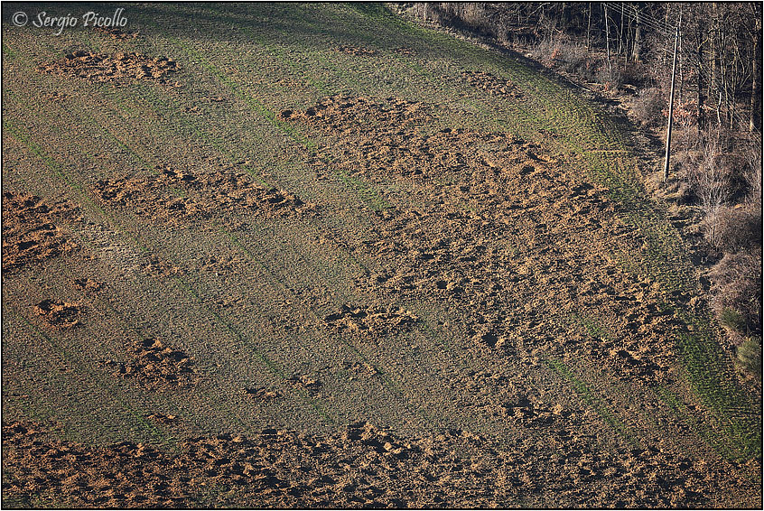 grufolate-cinghiali-20220223-002-DPPGf.jpg