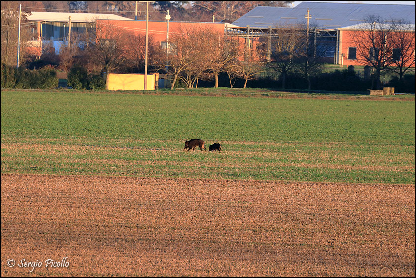 cinghiale-20201226-005-DPPGf.jpg