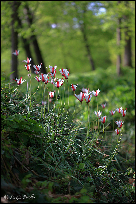 Tulipa-clusiana-20220412-087-DPPWf.jpg