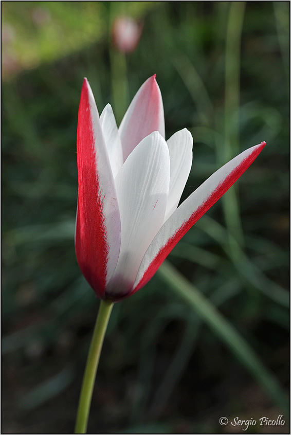 Tulipa-clusiana-20220412-102-JWf.jpg