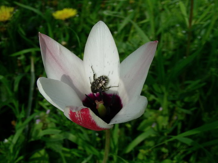 Tulipa clusiana 220412-02 (5).JPG