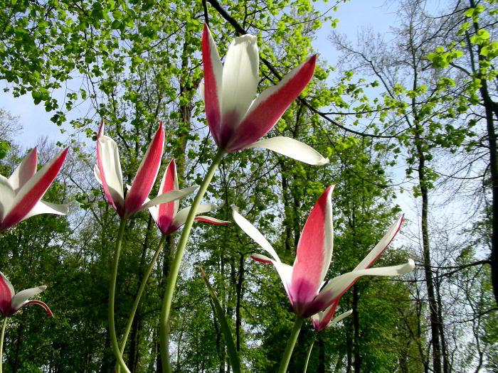 Tulipa clusiana 220412-22 (57).JPG