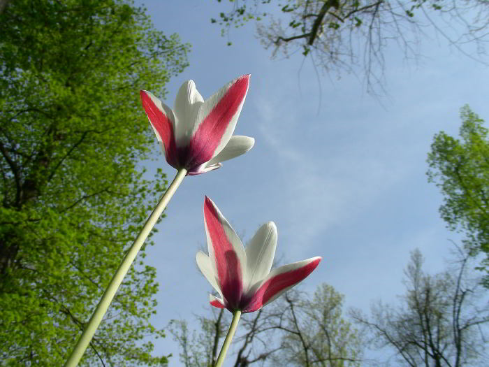 Tulipa clusiana 220412-22 (33).JPG