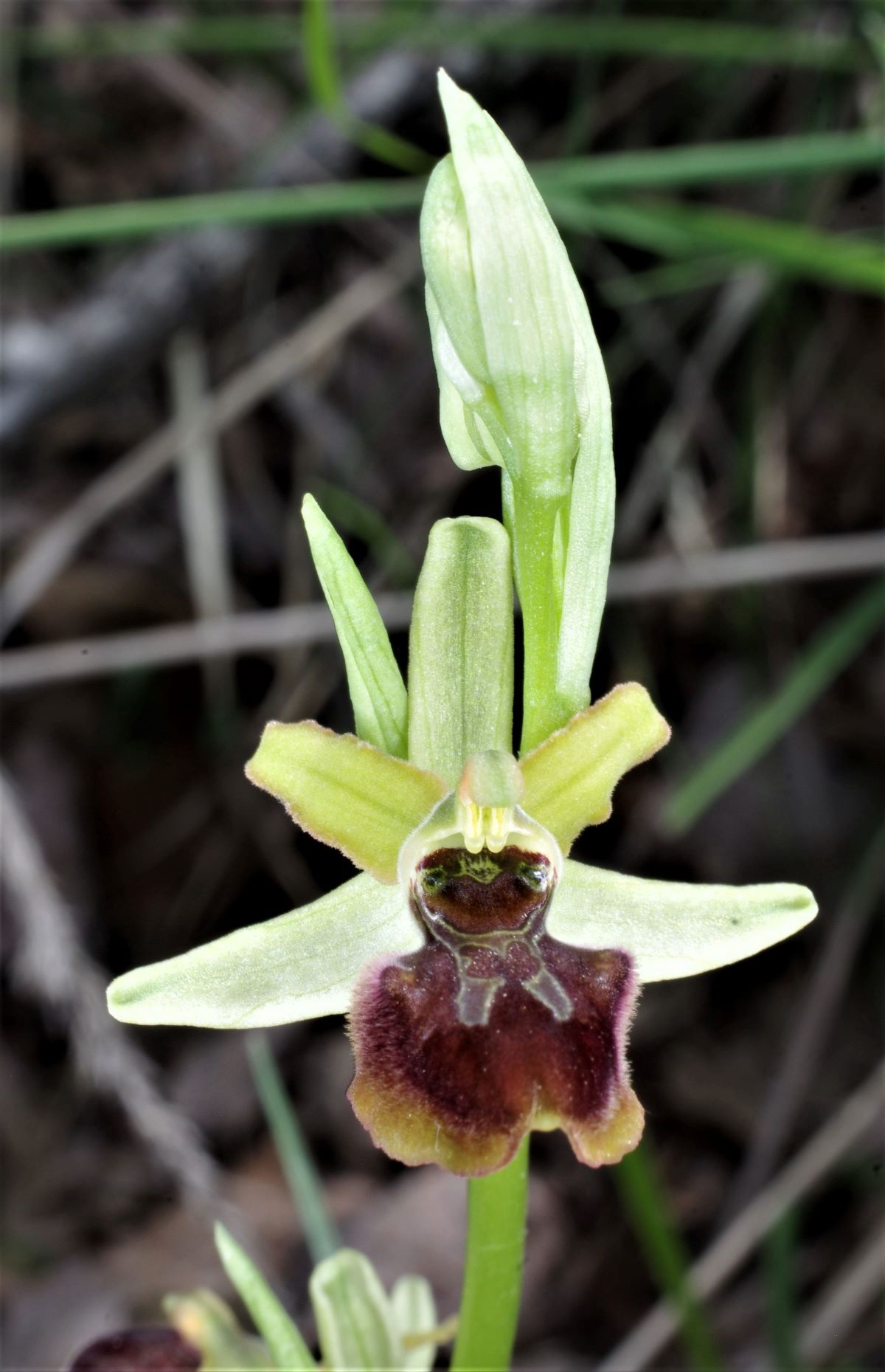 IMGP5271_Ophrys sphegodes subsp. litigiosa - Oasi Ghirardi.jpg
