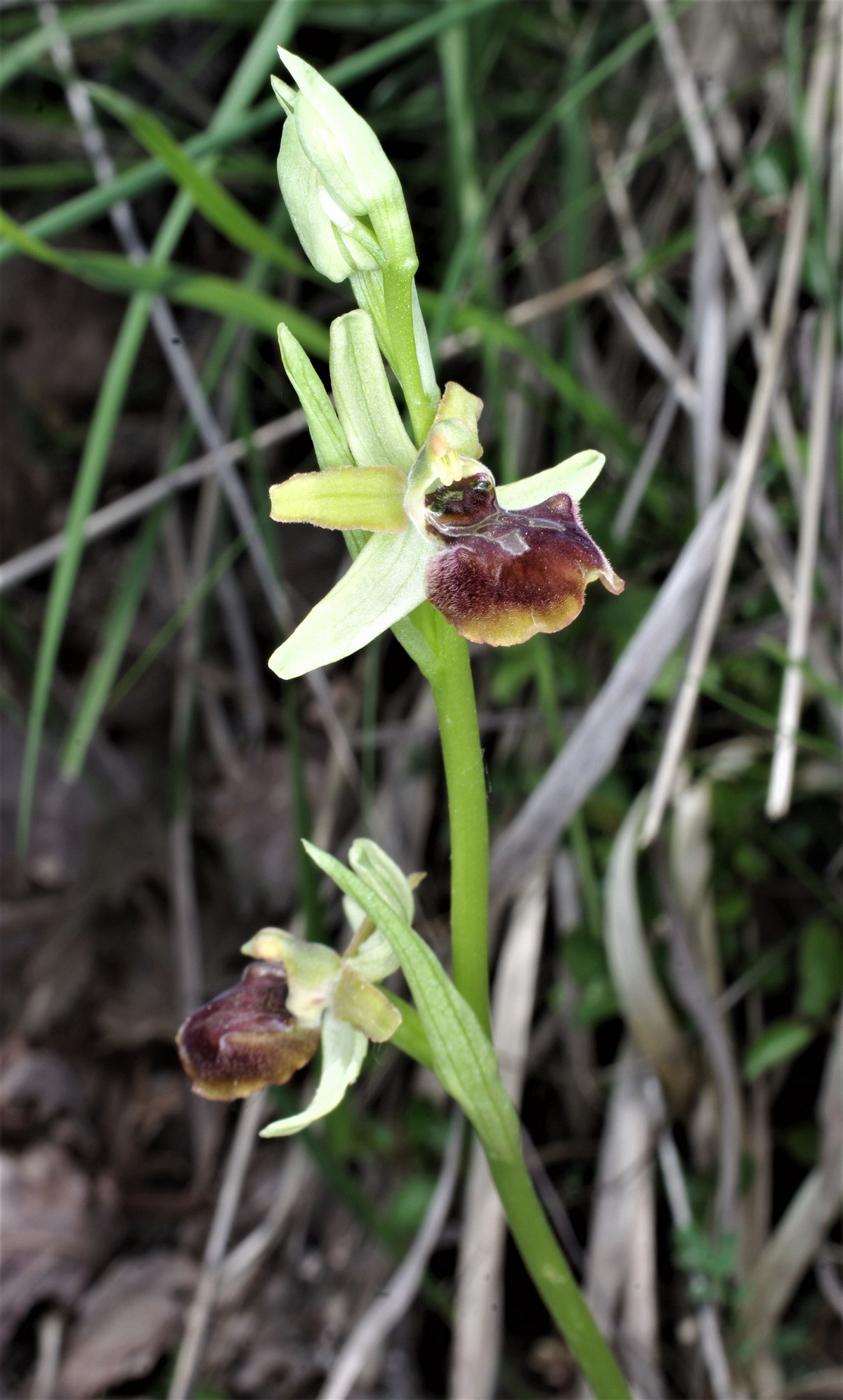 IMGP5272_Ophrys sphegodes subsp. litigiosa - Oasi Ghirardi.jpg