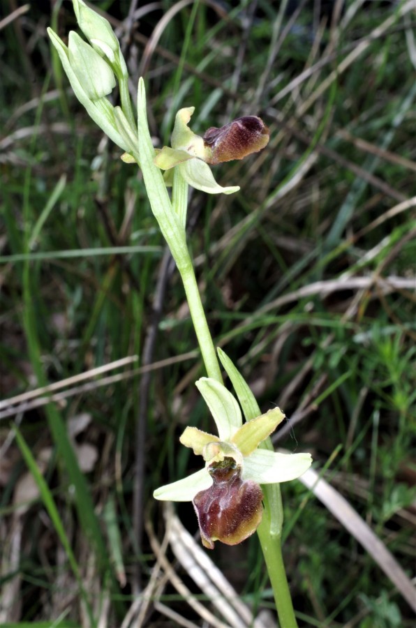 IMGP5273_Ophrys sphegodes subsp. litigiosa - Oasi Ghirardi.jpg