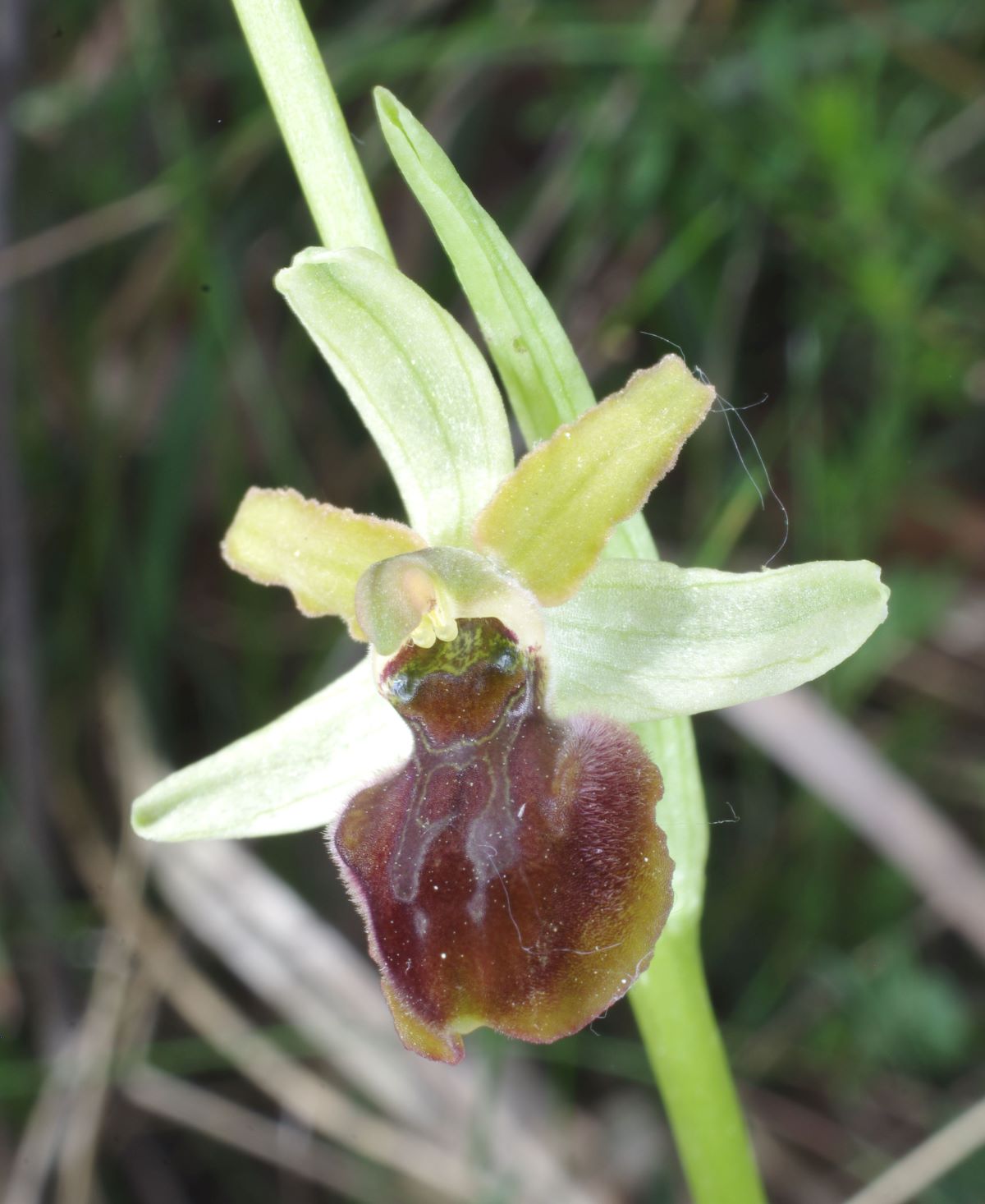 IMGP5274_Ophrys sphegodes subsp. litigiosa - Oasi Ghirardi.JPG