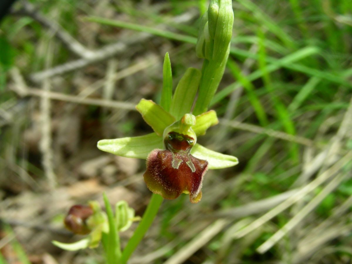 Ophrys litigiosa  220515-53 (2).JPG