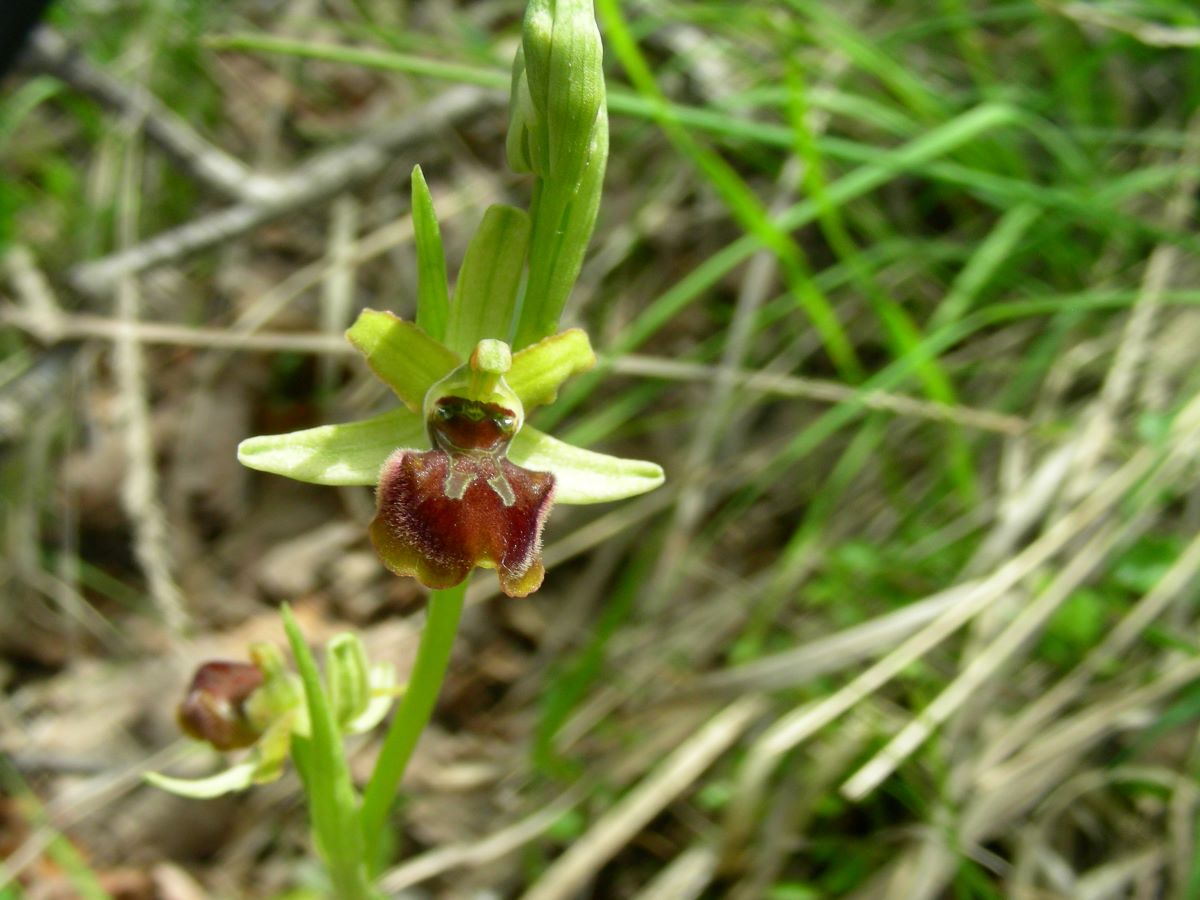 Ophrys litigiosa 220515-53 (1)-LG.JPG