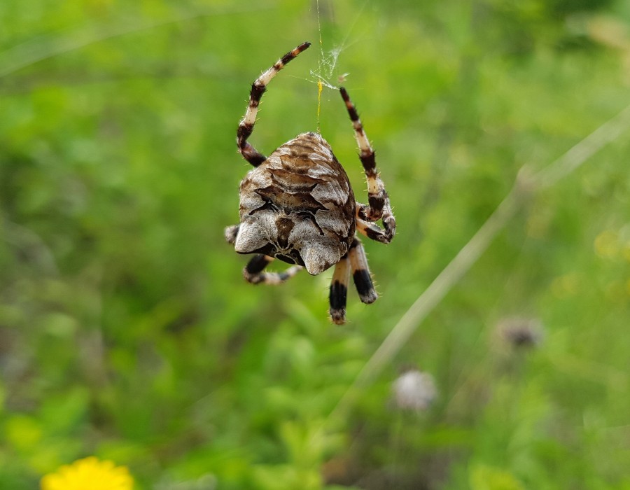 Araneus grossus stuzzicato.jpg