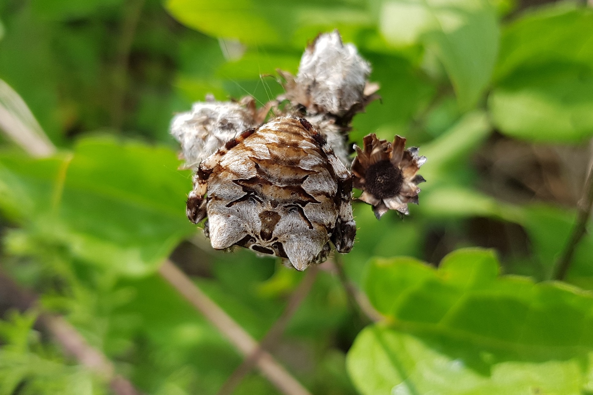 Araneus grossus mimetizzato.jpg