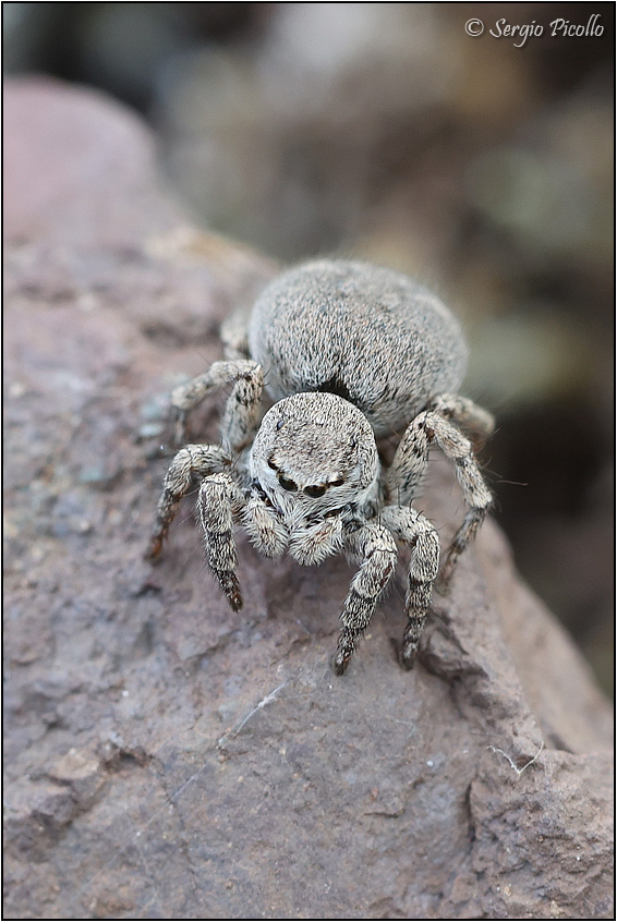 Salticidae-20220619-002-JMWf.jpg