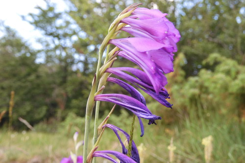 Gladiolus palustris Gaudin - Monte Lama - 3.JPG