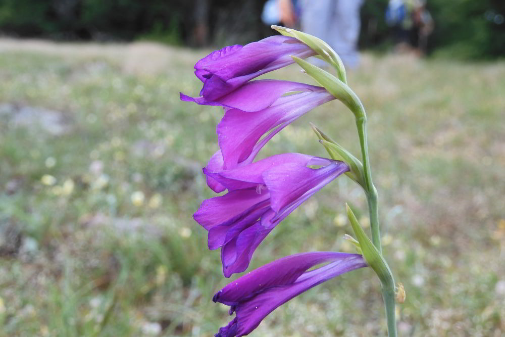 Gladiolus palustris Gaudin - Monte Lama -1.JPG