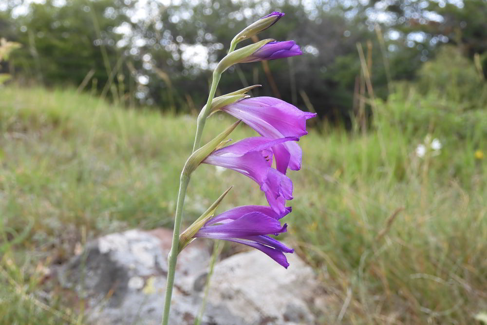 Gladiolus palustris Gaudin - Monte Lama - 2.JPG