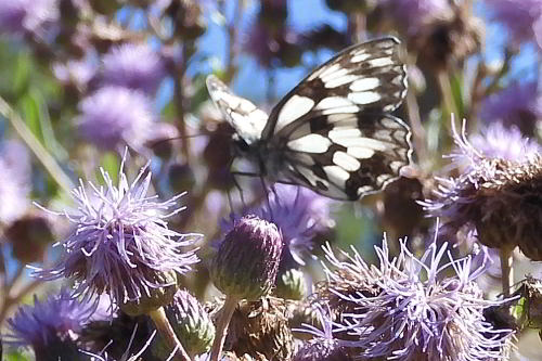 Melanargia galathea su Cirsium arvense  (3).JPG