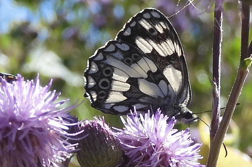 Melanargia galathea su Cirsium arvense  (4).JPG