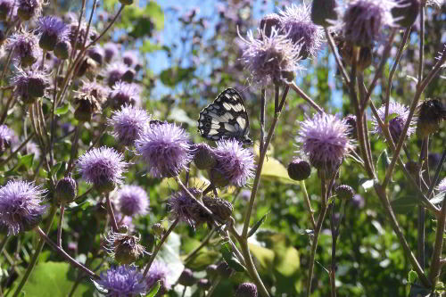 Melanargia galathea su Cirsium arvense _01.JPG