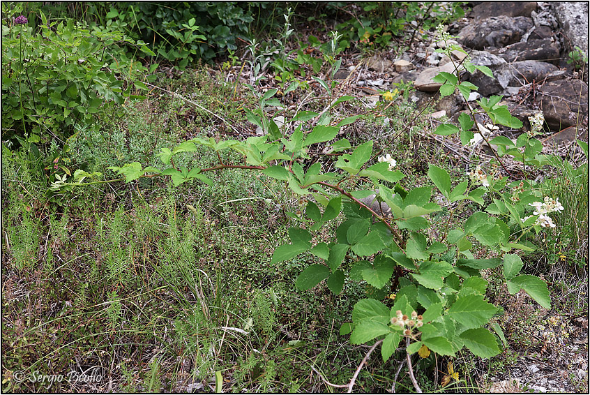 Rubus-sect-Corylifolii-20220623-008-JGf.jpg