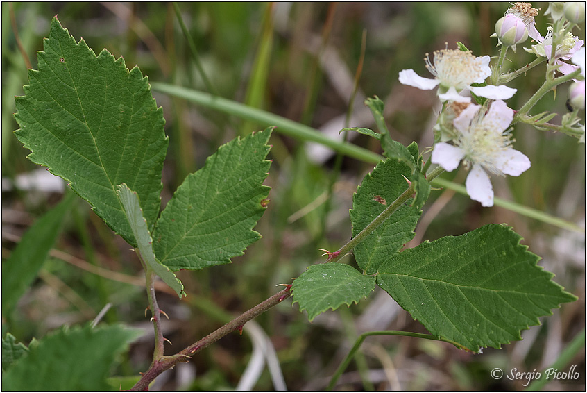 Rubus-sect-Corylifolii-20220623-005-JOGf.jpg