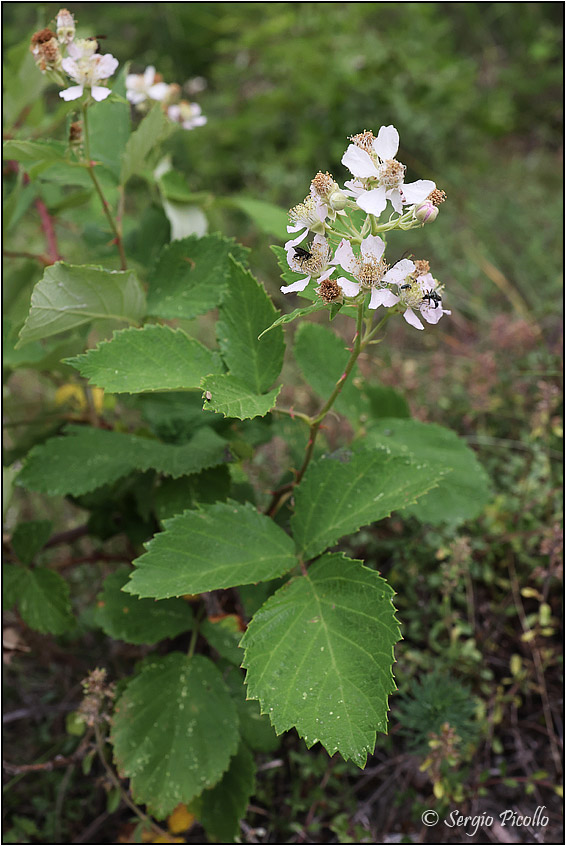 Rubus-sect-Corylifolii-20220623-009-JWf.jpg
