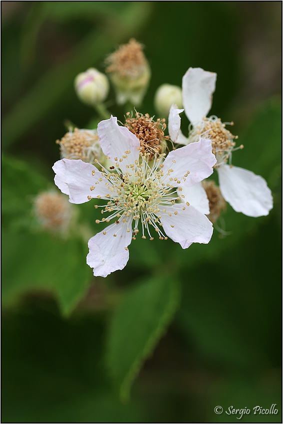 Rubus-sect-Corylifolii-20220623-003-JWf.jpg
