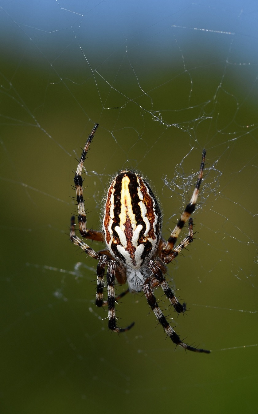 Aculepeira armida 1.JPG