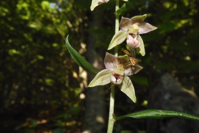 Epipactis helleborine 220716-30 (3)_01.JPG