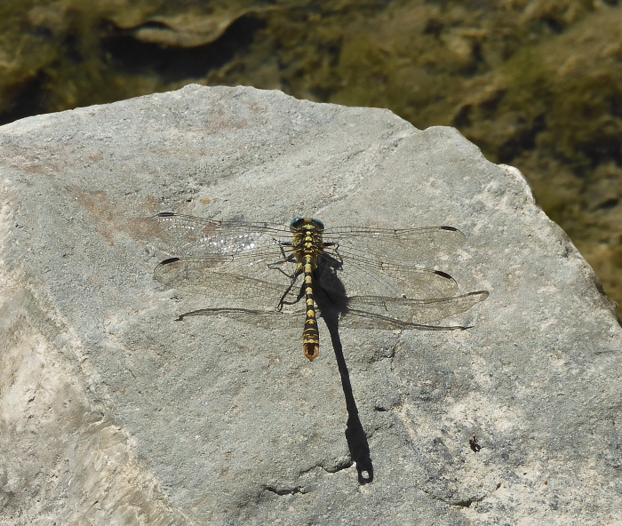 Libellula Onychogomphus 220706-93 (9).jpg