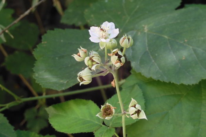 Rubus sp  220706-10 (3)_01.JPG