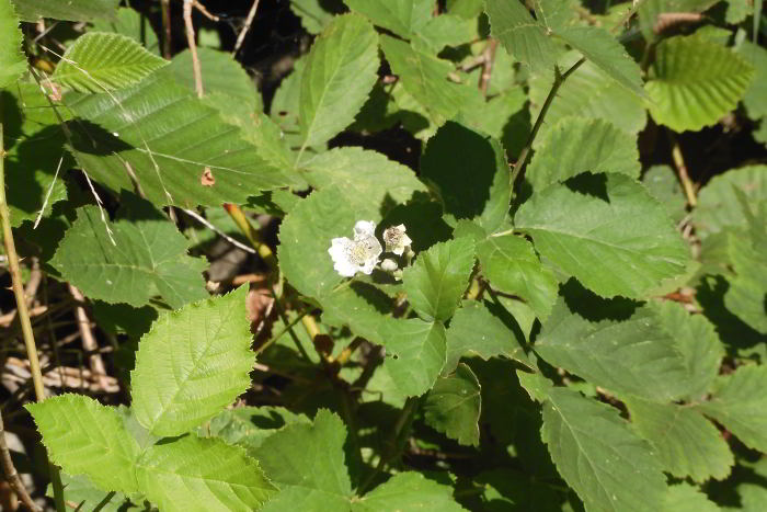 Rubus sp 220706-62 (1)_01.JPG