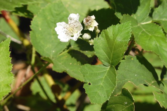 Rubus sp 220706-62 (2)_01.JPG
