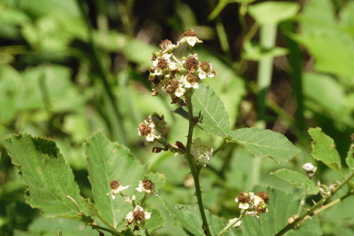 Rubus sp 220706-62 (3)_01.JPG