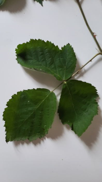 Rubus sp 220707_C14 (5)_01.JPG
