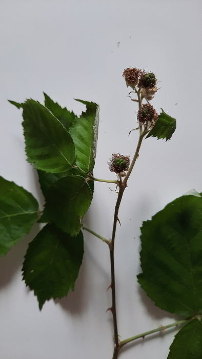 Rubus sp 220707_C14 (8)_01.JPG