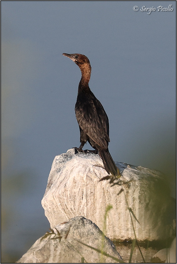 Cormorano-20220904-001-JWf.jpg