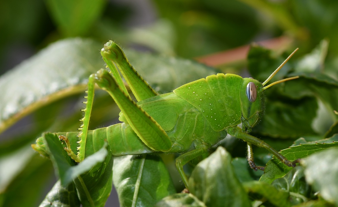 ninfa locusta egiziana.JPG