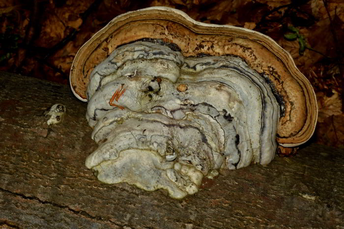 FUN Fomes fomentarius cfr 2208-15 (1)_01.JPG