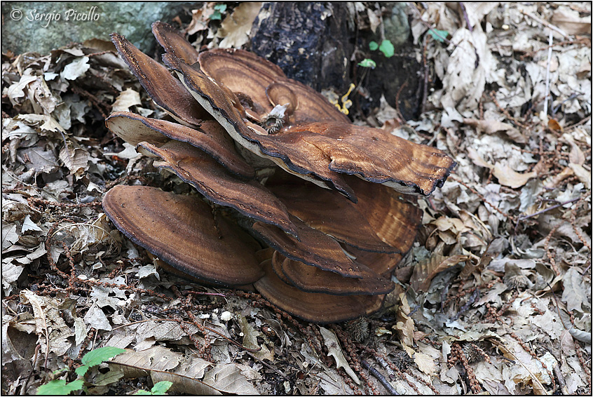 Meripilus-giganteus-20221004-006-JGf.jpg