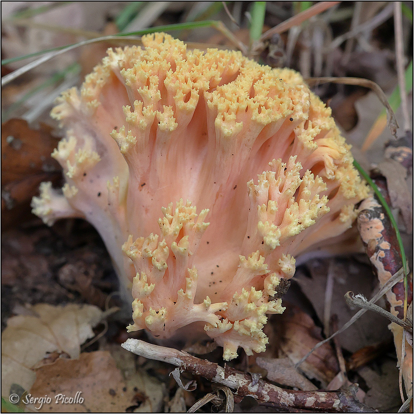 Ramaria-sp-20221004-001-DPPQf.jpg