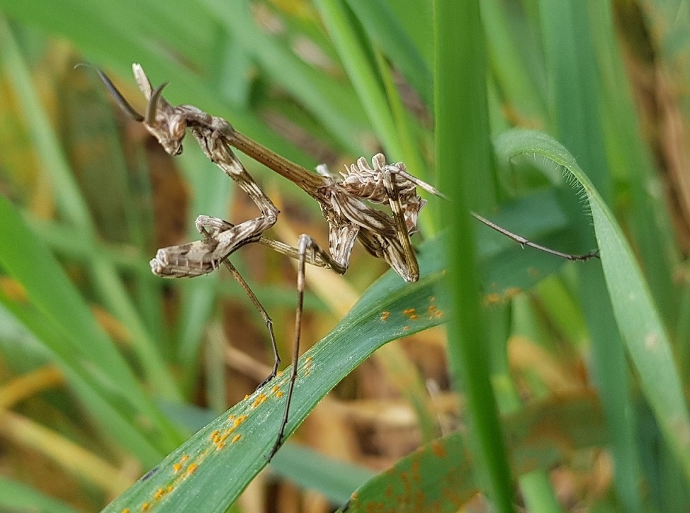 Empusa di fronte.jpg